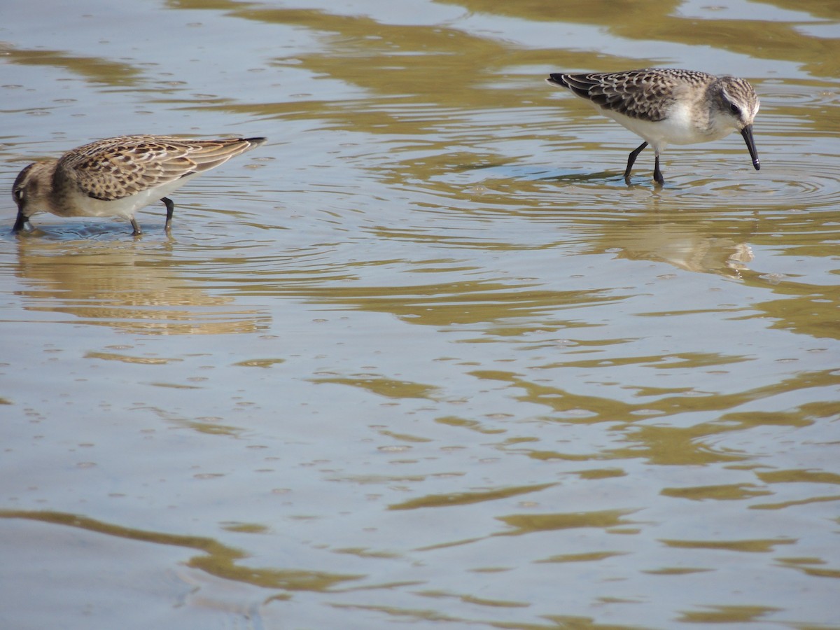 Semipalmated Sandpiper - ML628033572