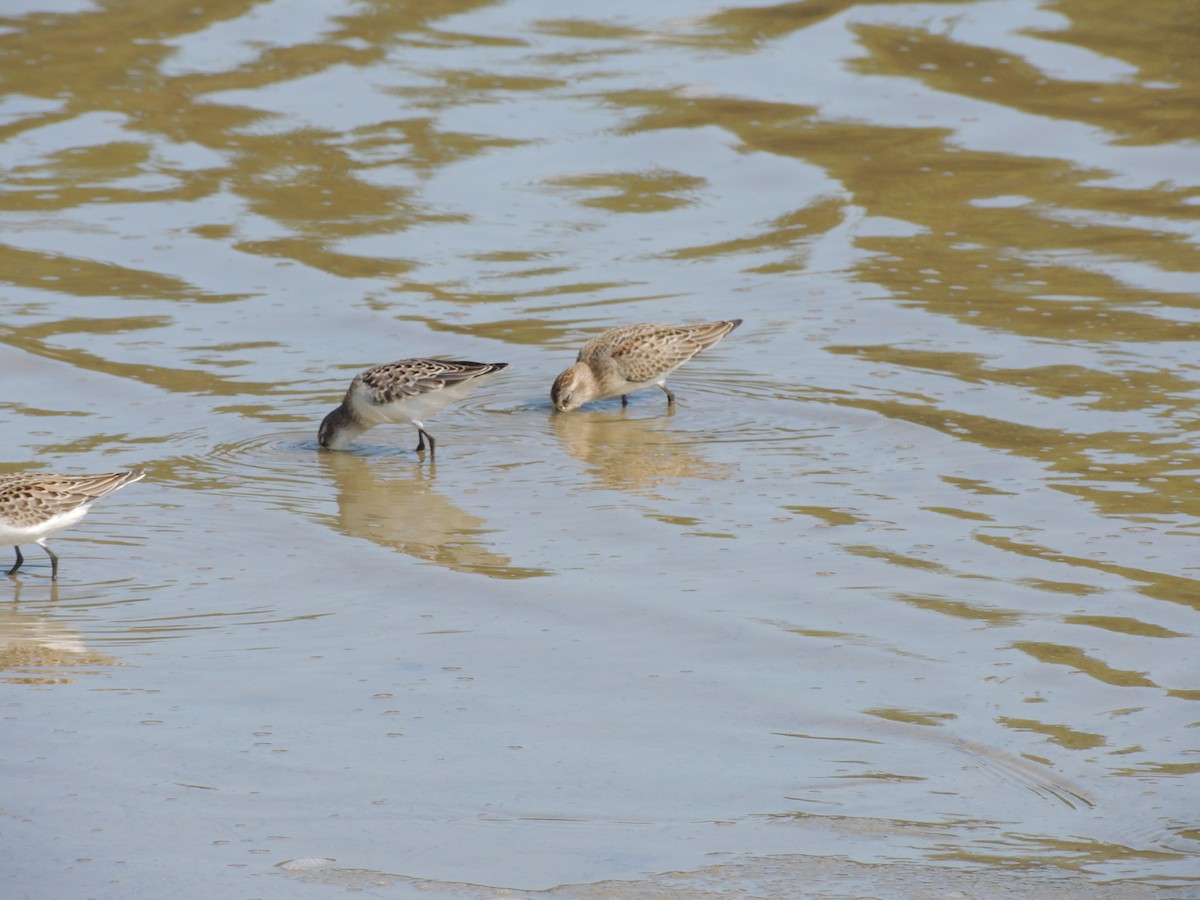 Semipalmated Sandpiper - ML628033573