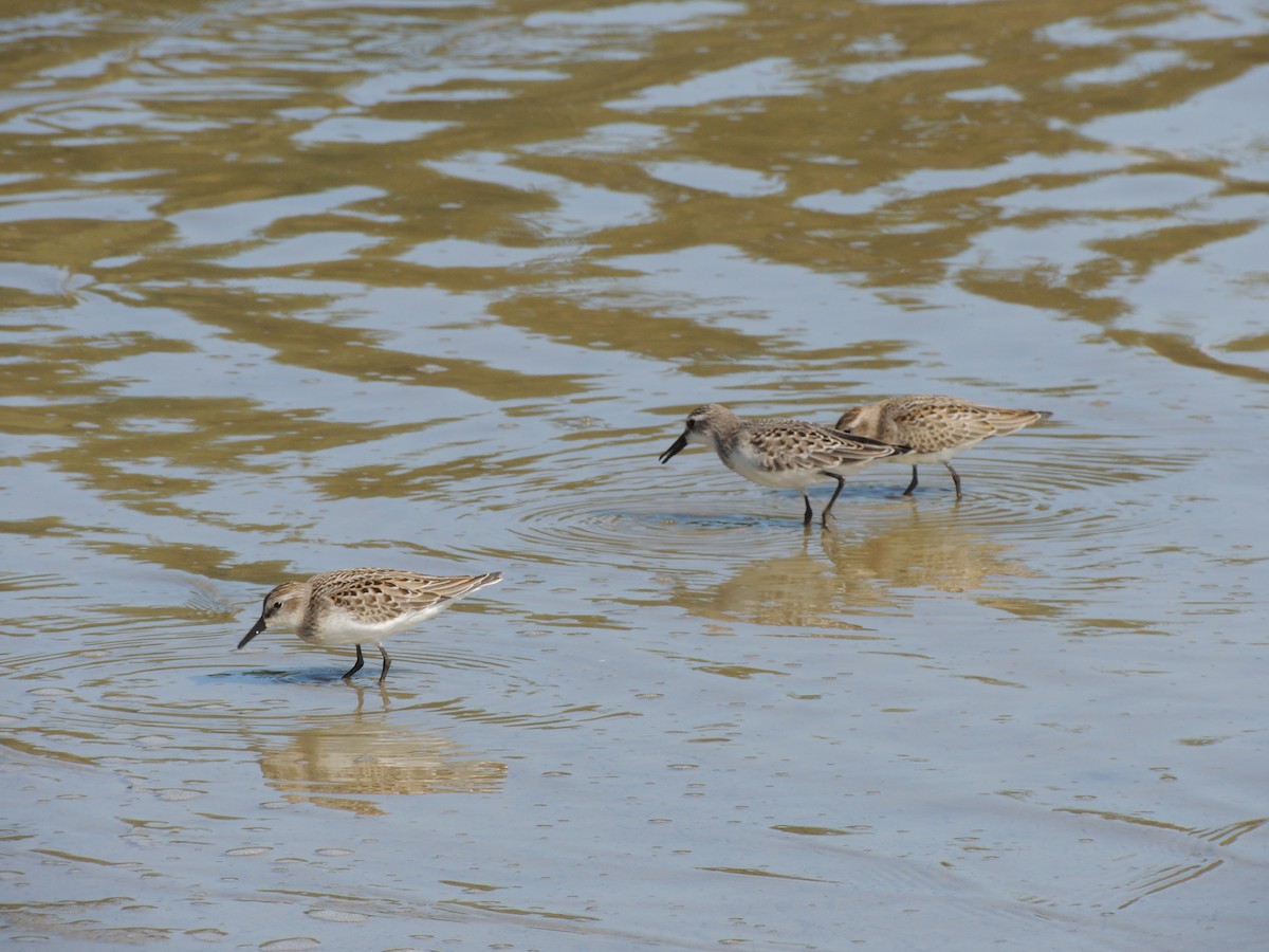 Semipalmated Sandpiper - ML628033574