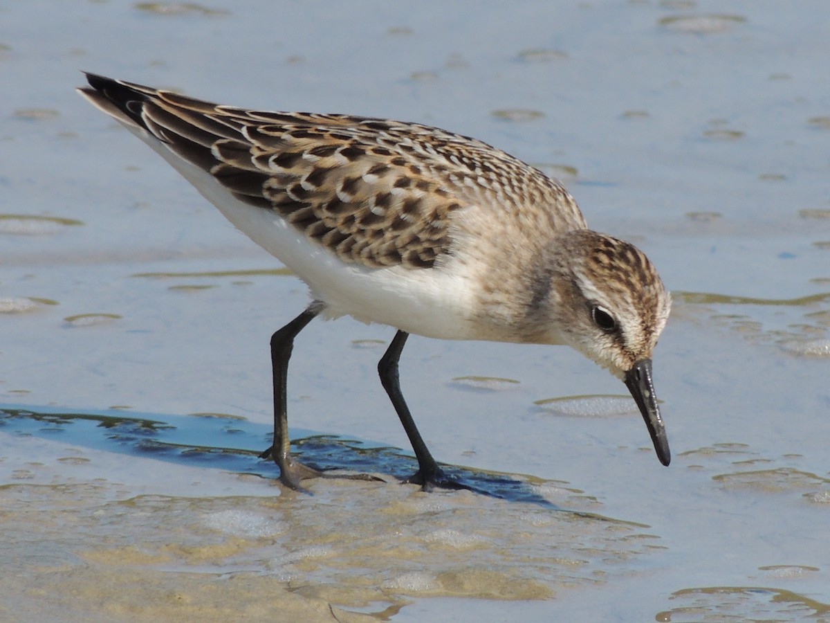 Semipalmated Sandpiper - ML628033575