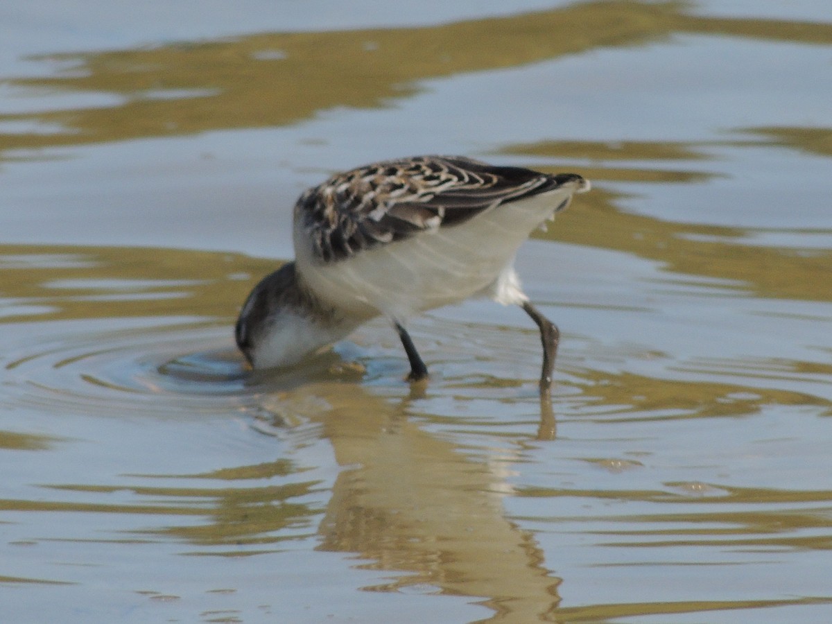 Semipalmated Sandpiper - ML628033576