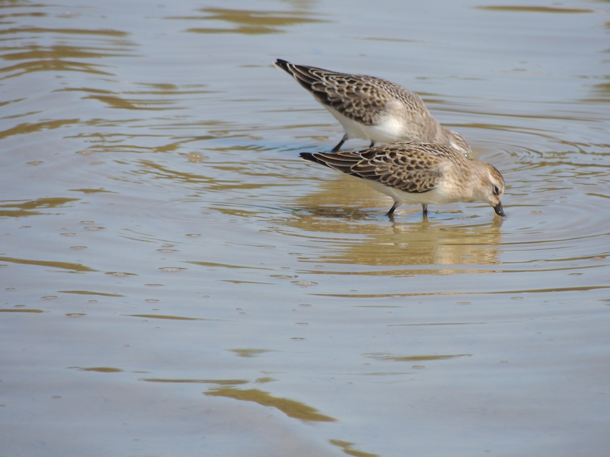 Semipalmated Sandpiper - ML628033577