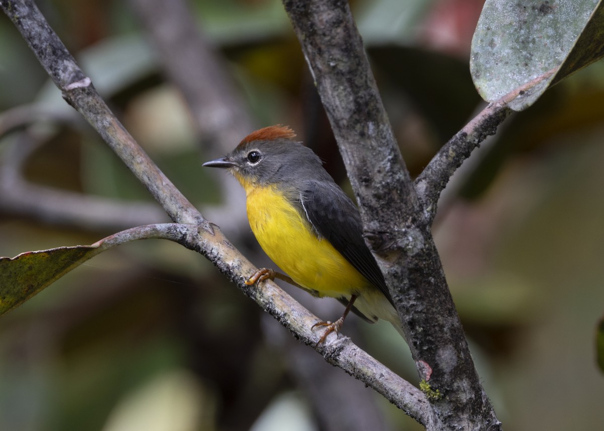 Tepui Redstart - ML628033588