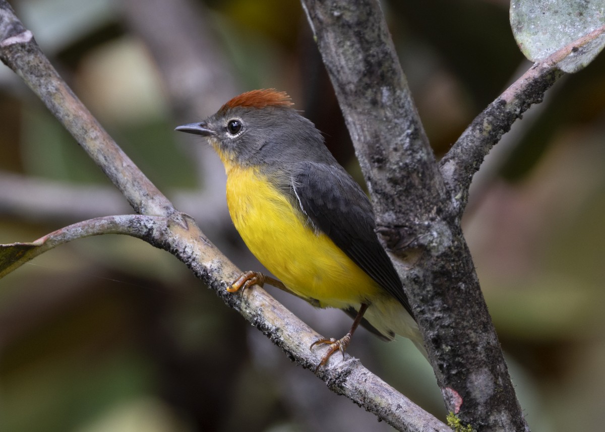 Tepui Redstart - ML628033589