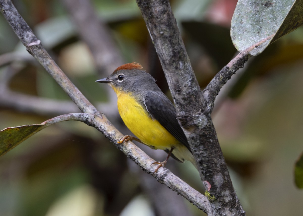Tepui Redstart - ML628033590
