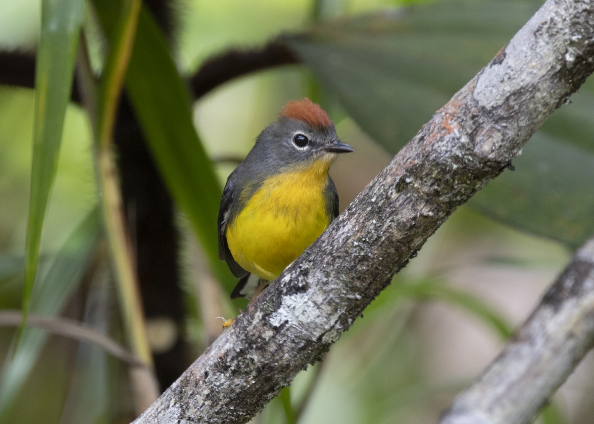 Tepui Redstart - ML628033591