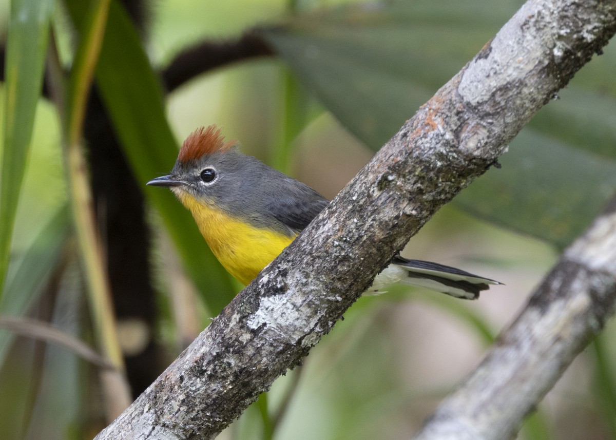 Tepui Redstart - ML628033592