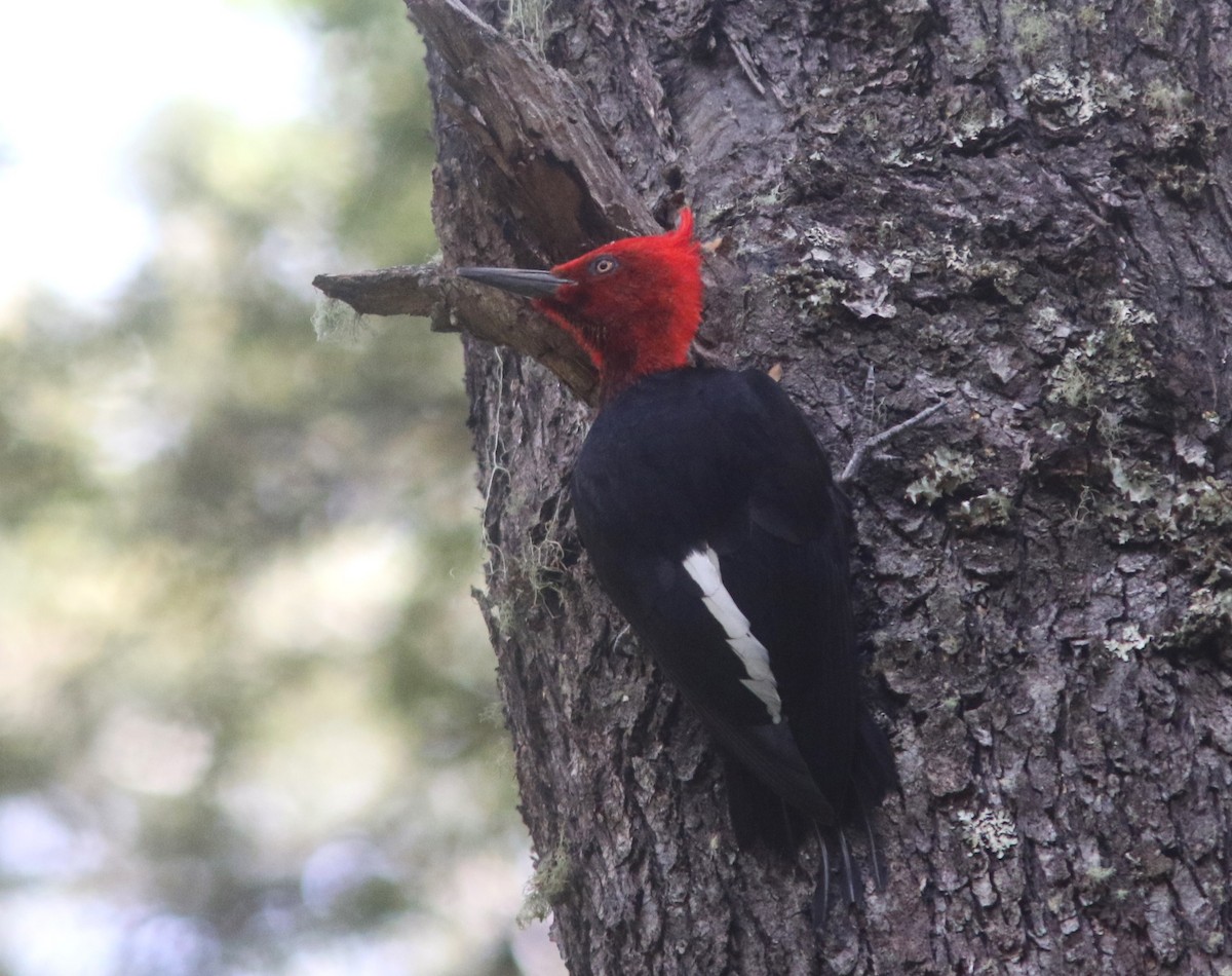 Magellanic Woodpecker - ML628033598