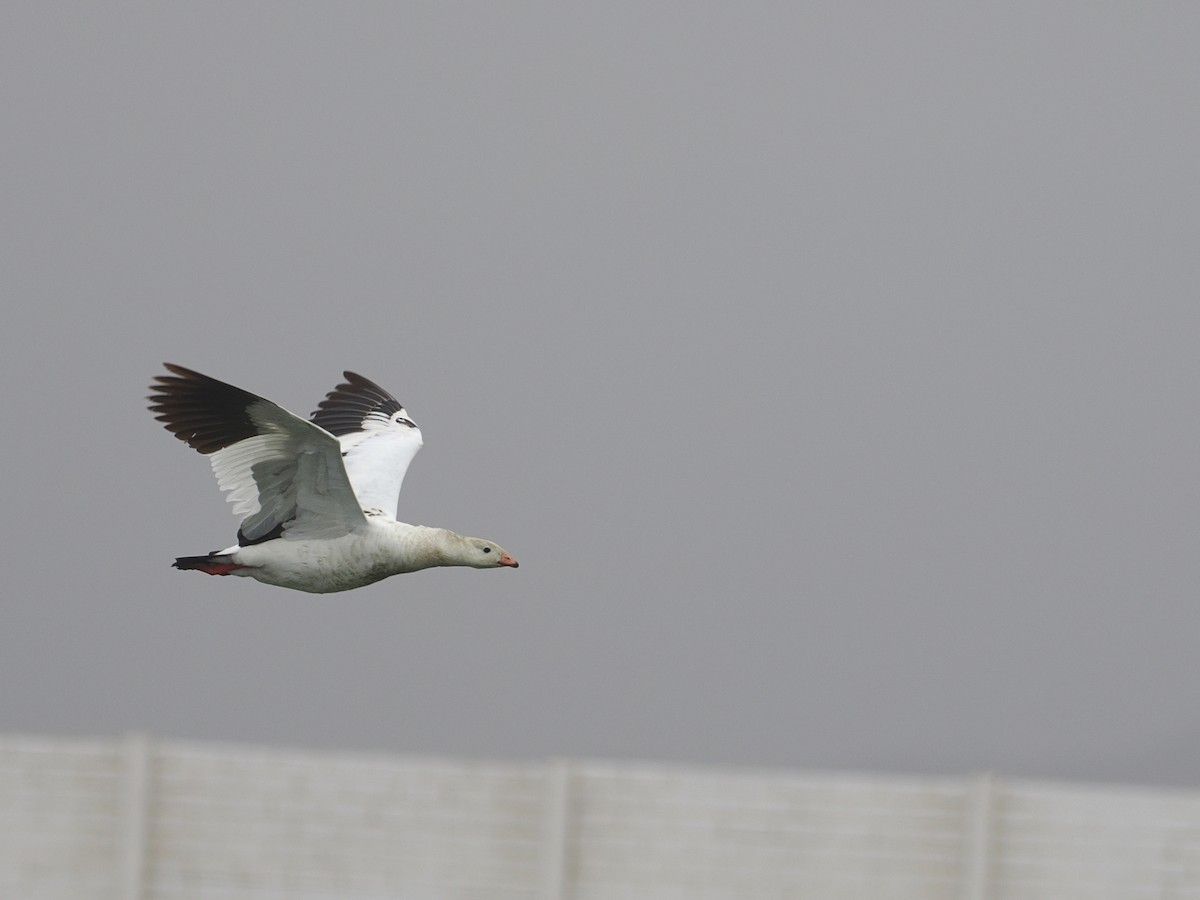 Andean Goose - ML628033600