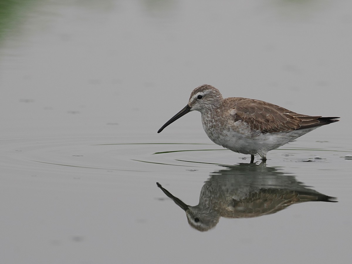 Stilt Sandpiper - ML628033614