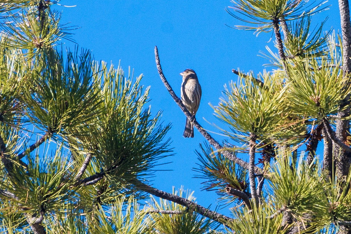 House Finch - ML628033699