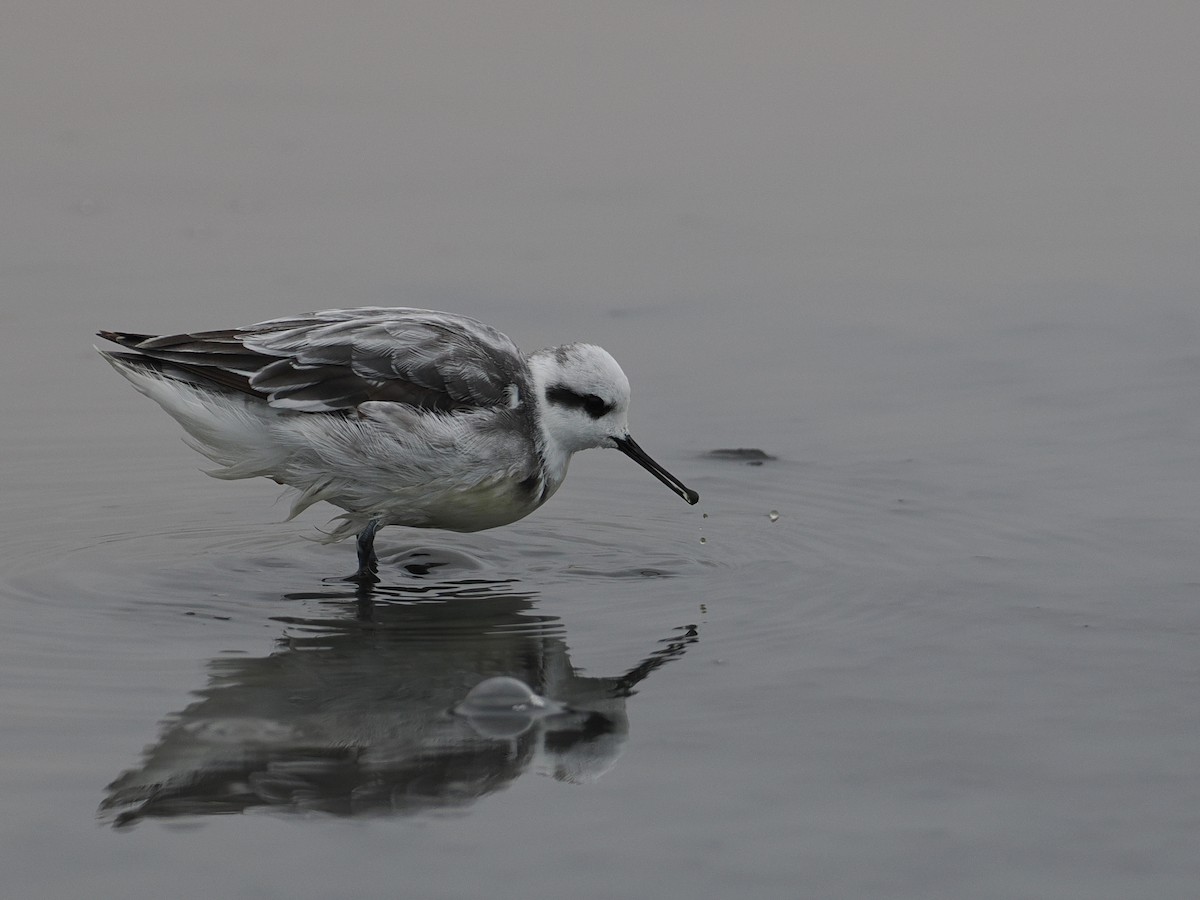 Red-necked Phalarope - ML628033729