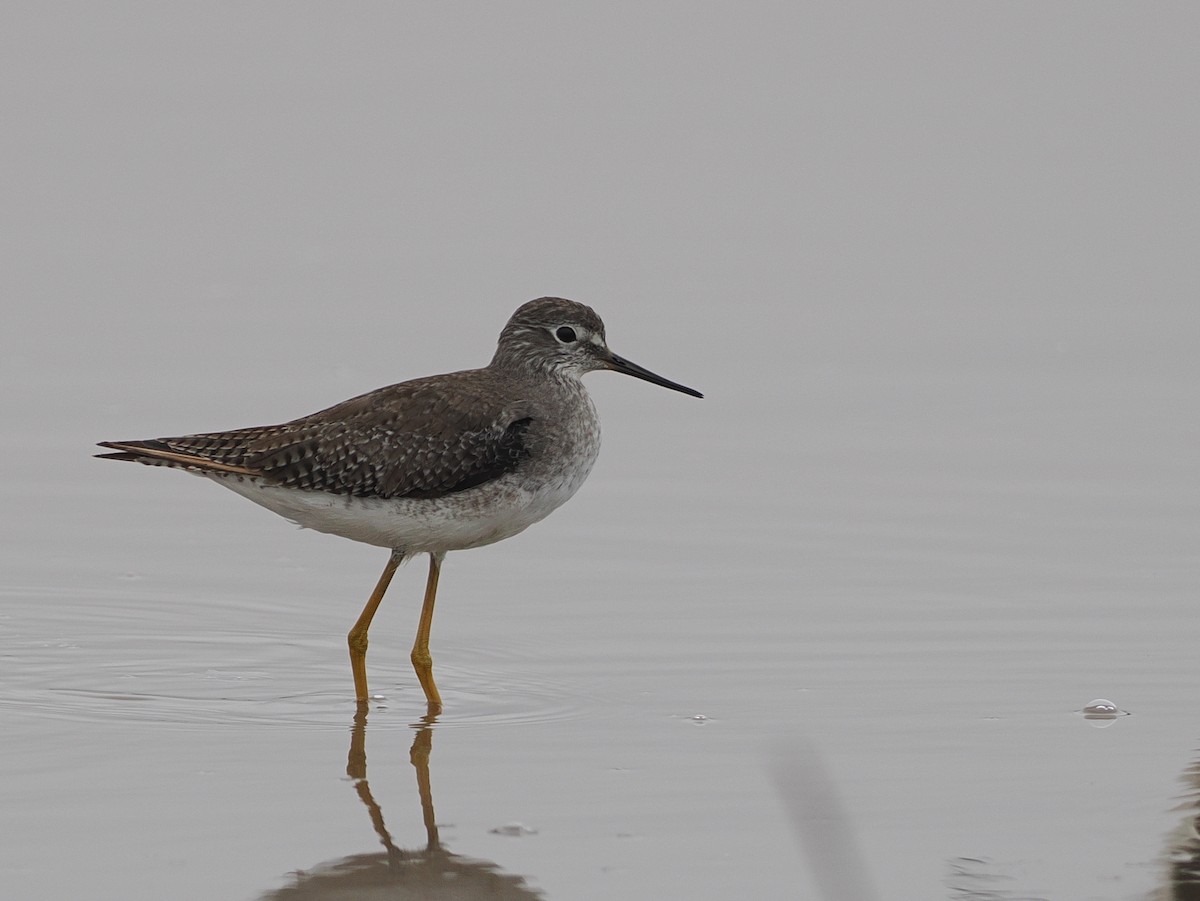 Lesser Yellowlegs - ML628033733