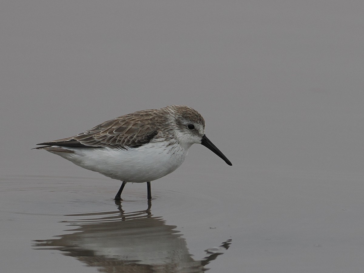 Western Sandpiper - ML628033750