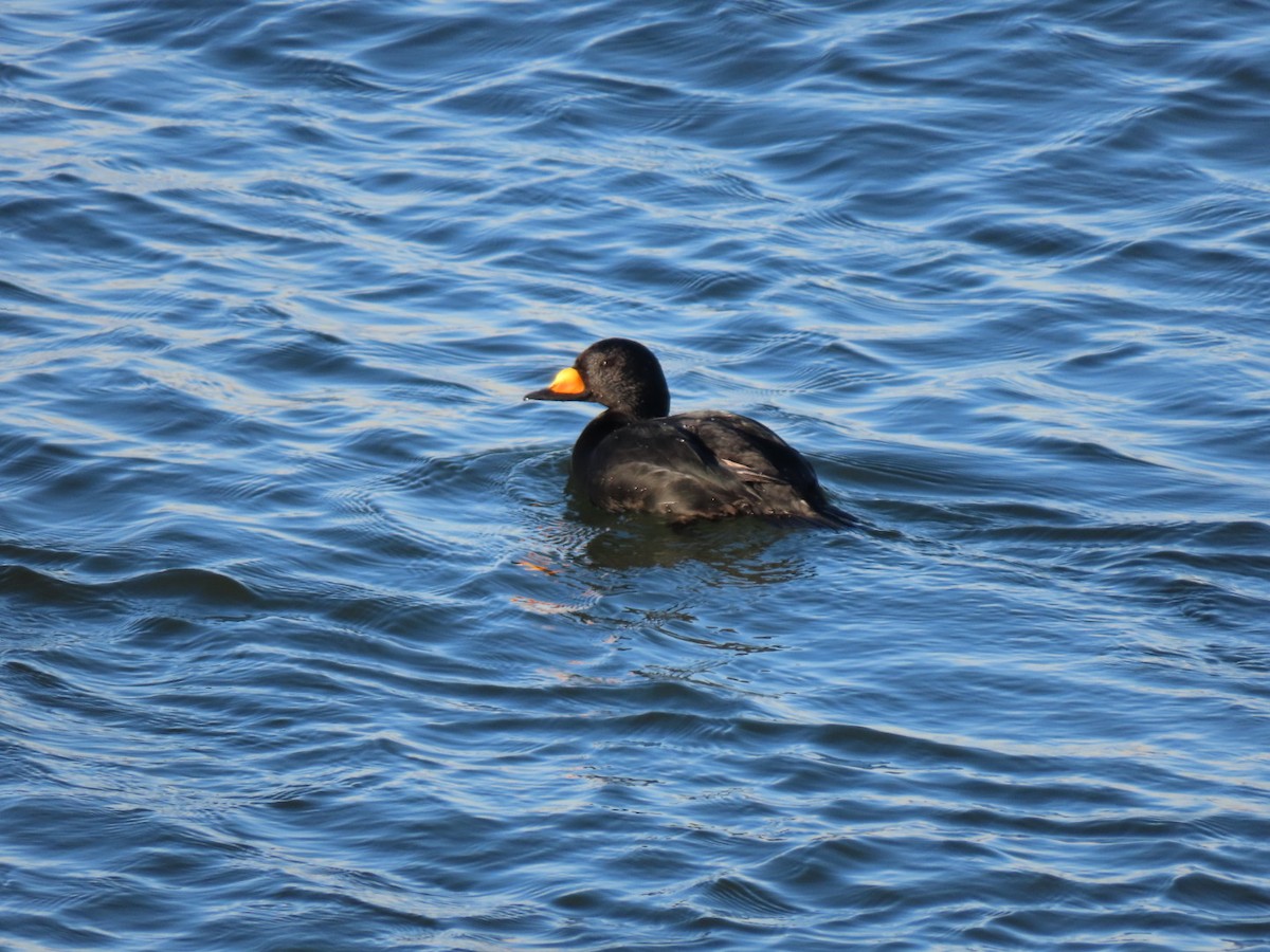 Black Scoter - ML628033752