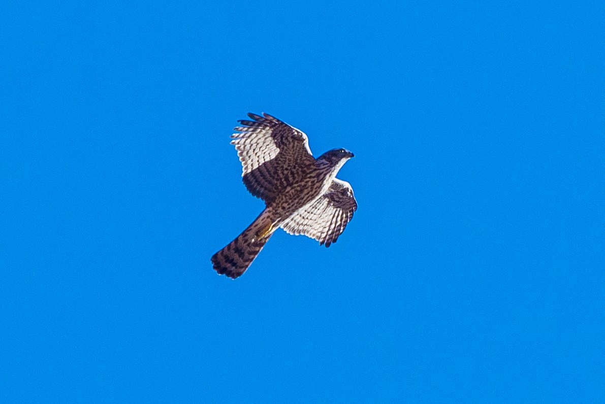 American Goshawk - ML628033753