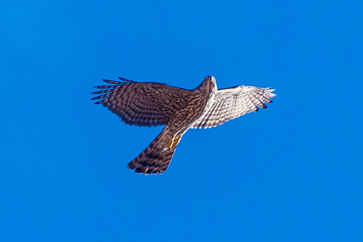 American Goshawk - ML628033754