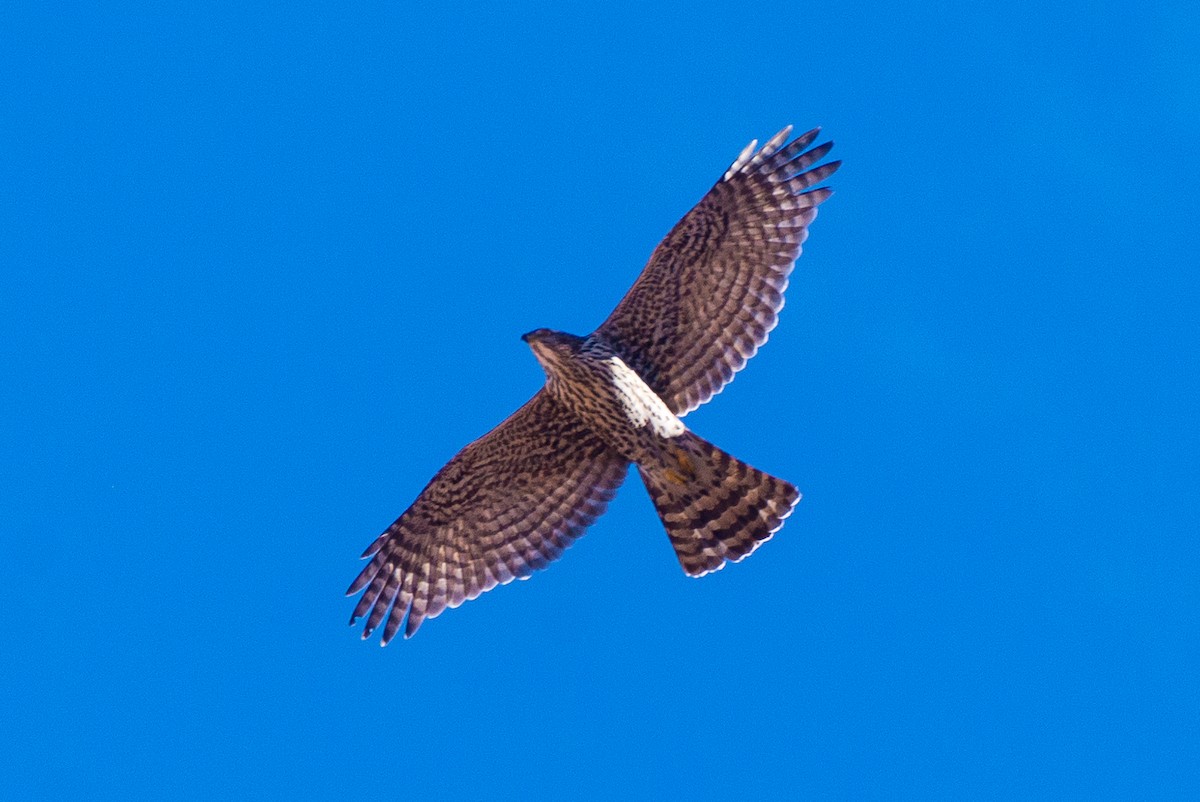 American Goshawk - ML628033755