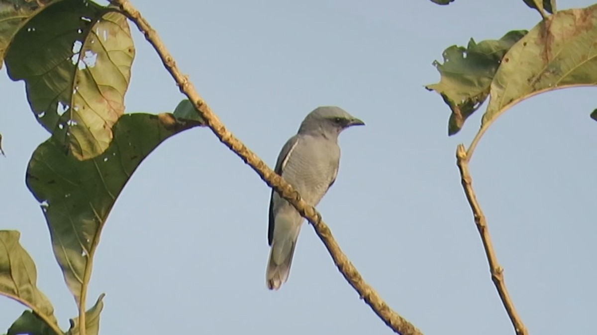 Indian Cuckooshrike - ML628033756