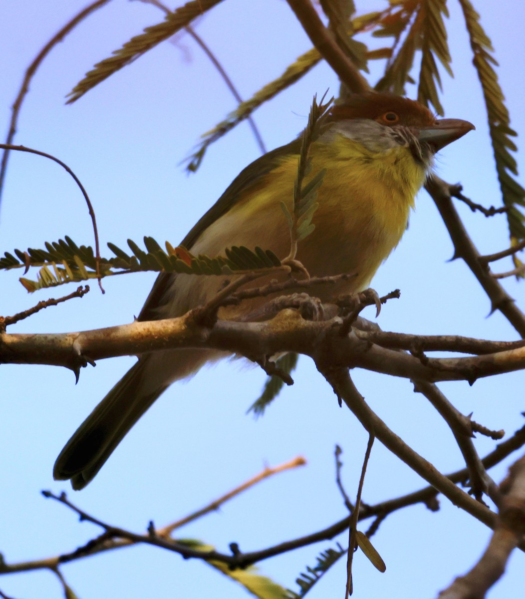 Rufous-browed Peppershrike - ML628033766