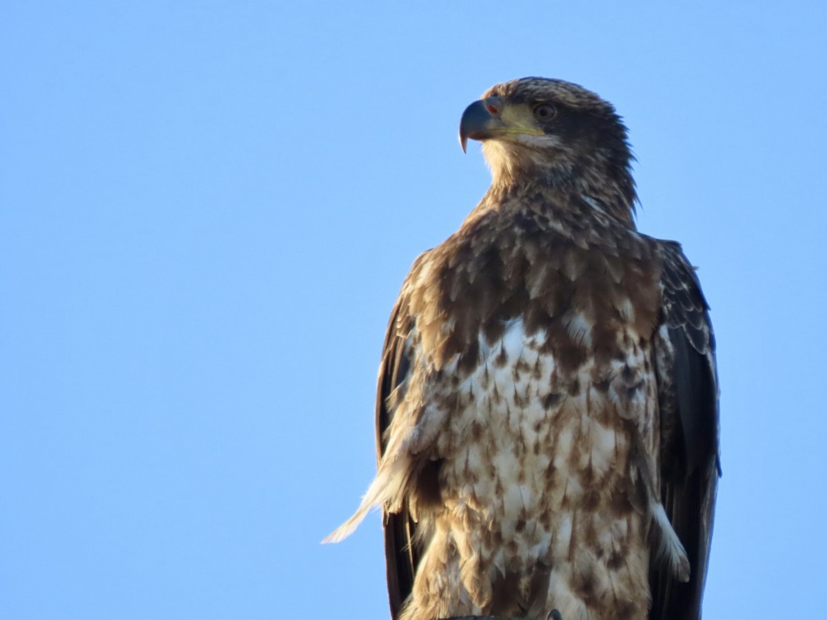 Bald Eagle - ML628033774