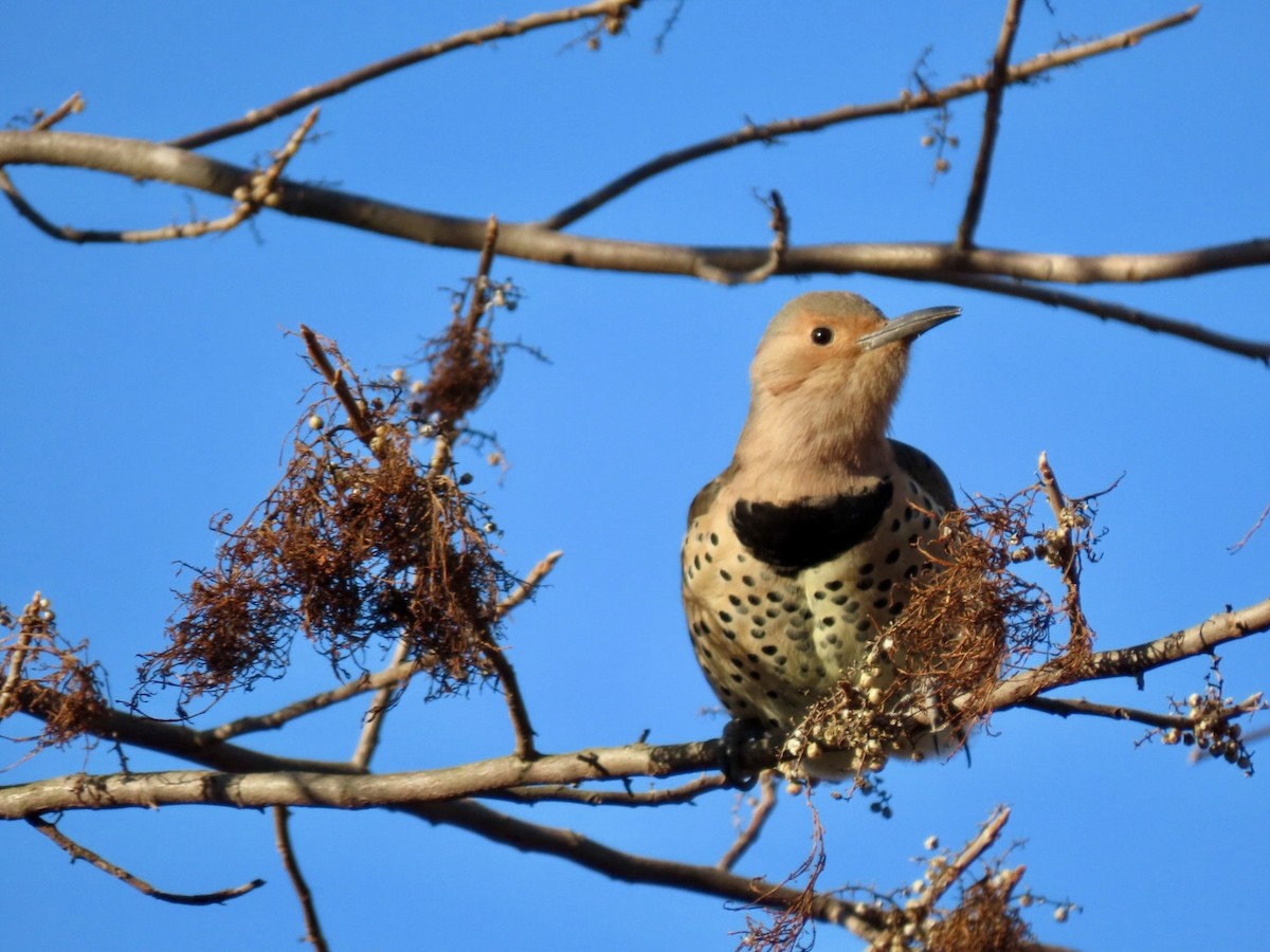 Northern Flicker - ML628033781