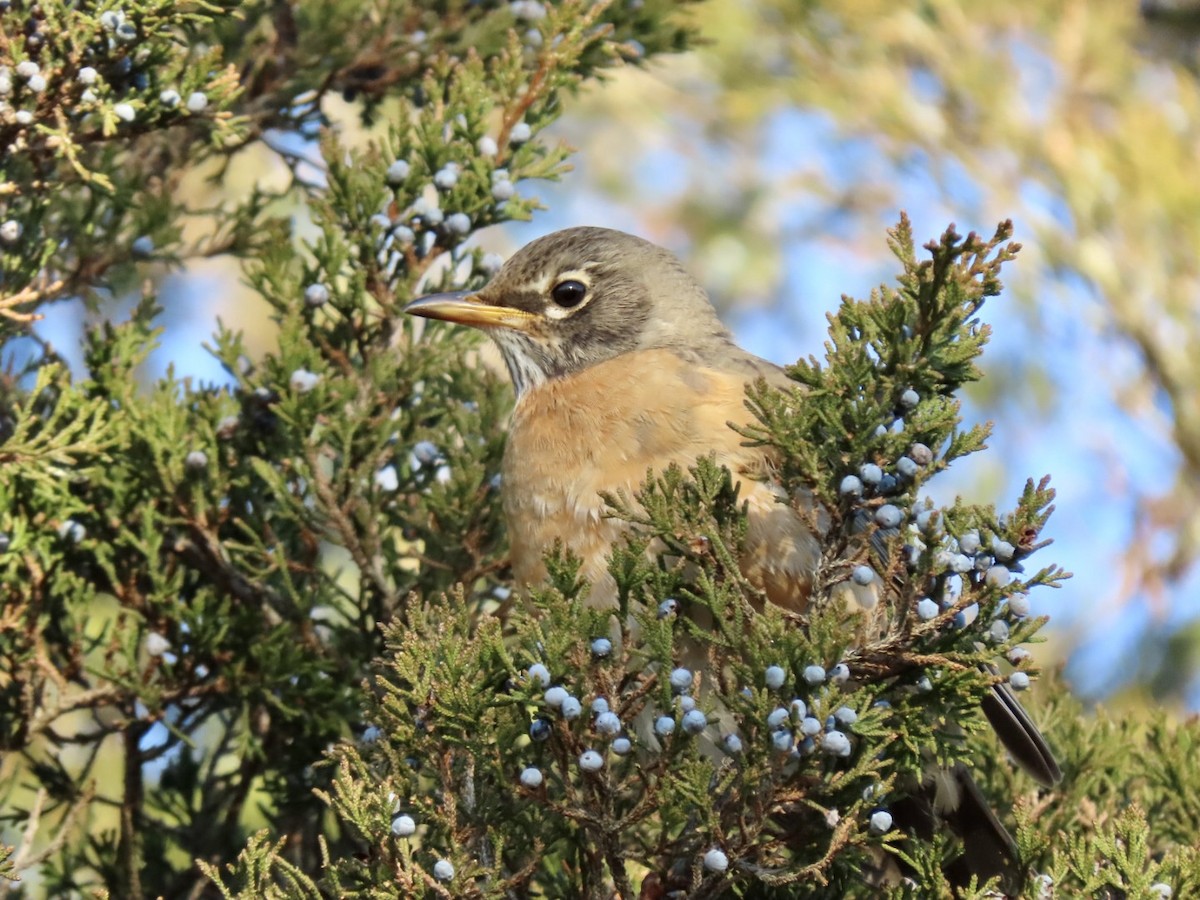 American Robin - ML628033791