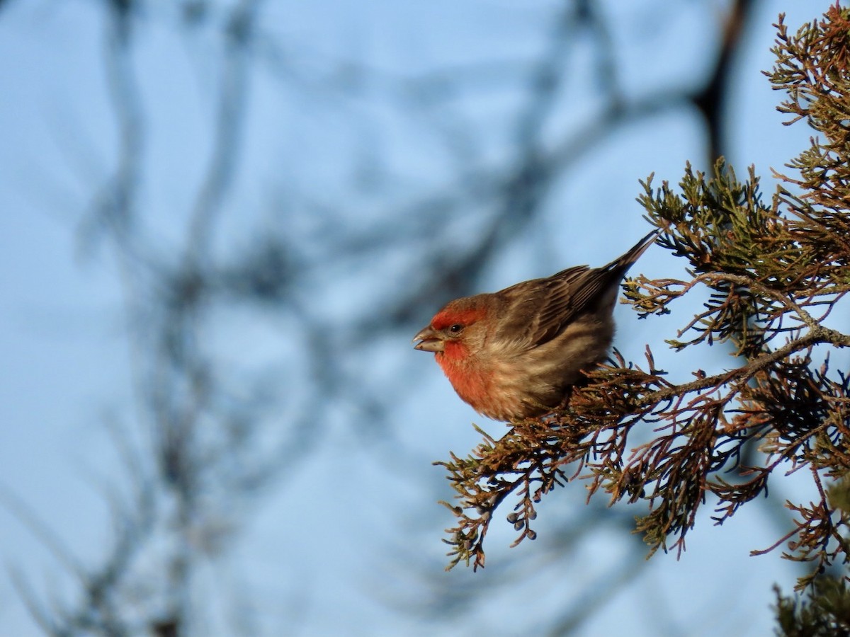 House Finch - ML628033797