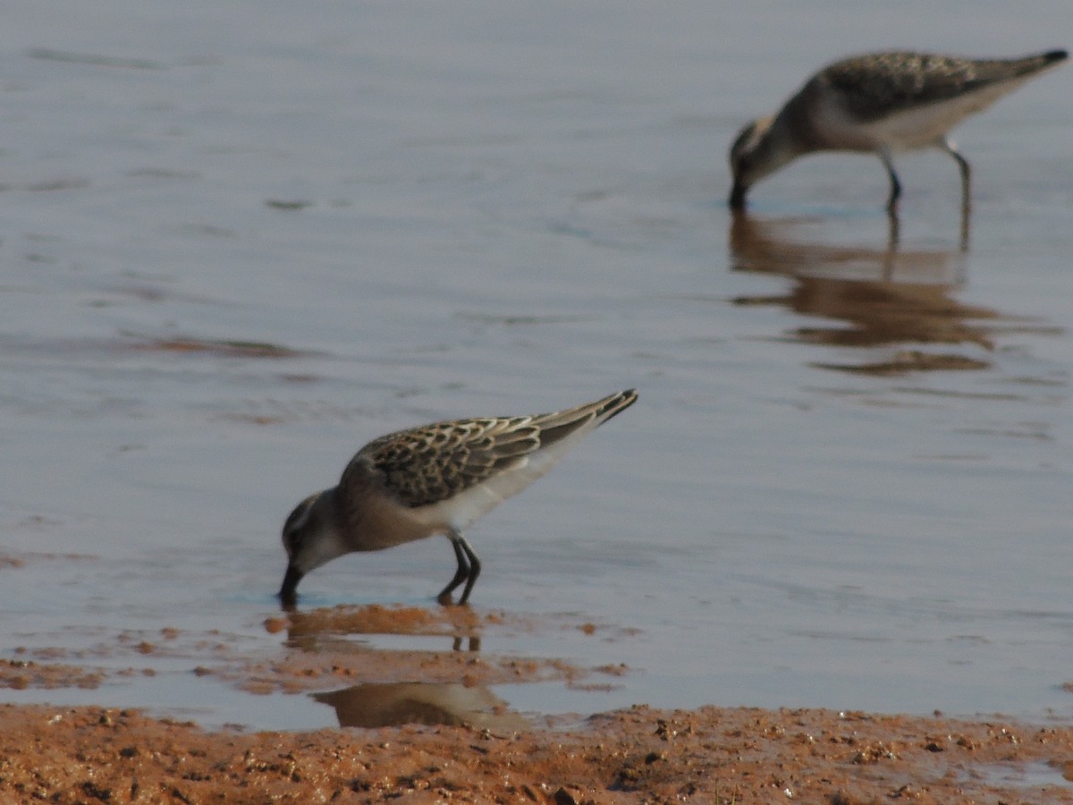 Semipalmated Sandpiper - ML628033836