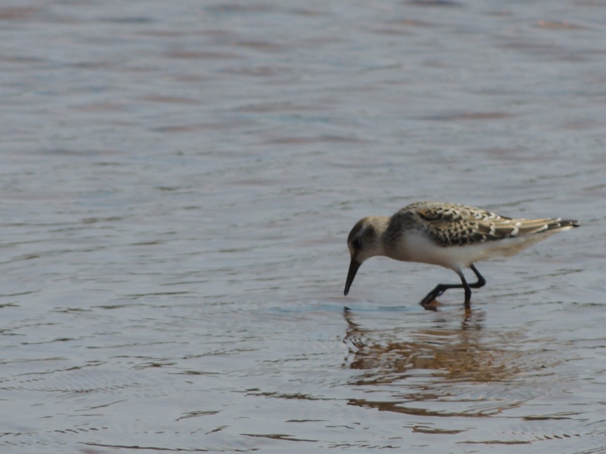 Semipalmated Sandpiper - ML628033838