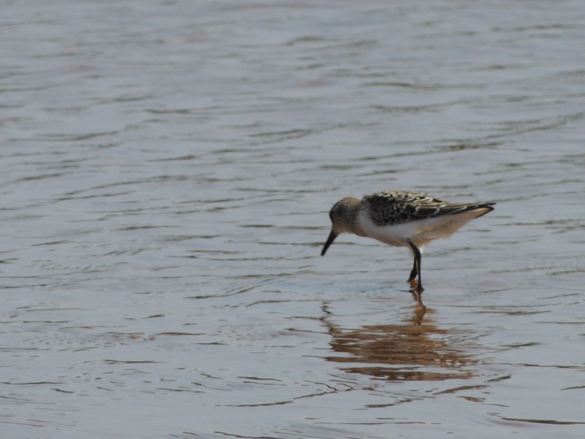 Semipalmated Sandpiper - ML628033841