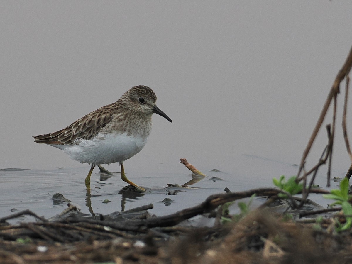 Least Sandpiper - ML628033861