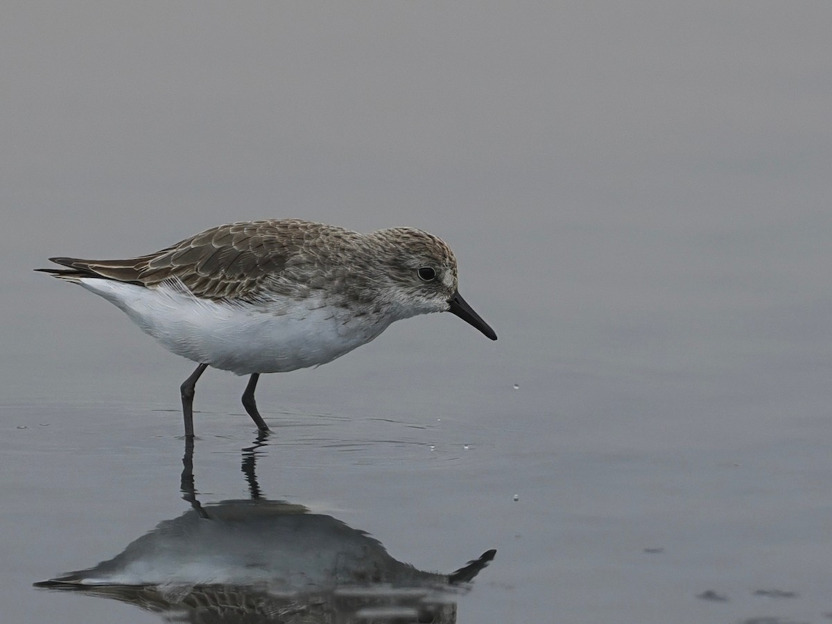 Semipalmated Sandpiper - ML628033866