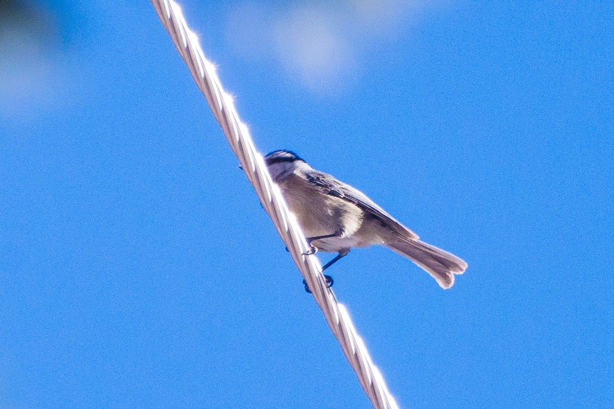 Mountain Chickadee - ML628033870