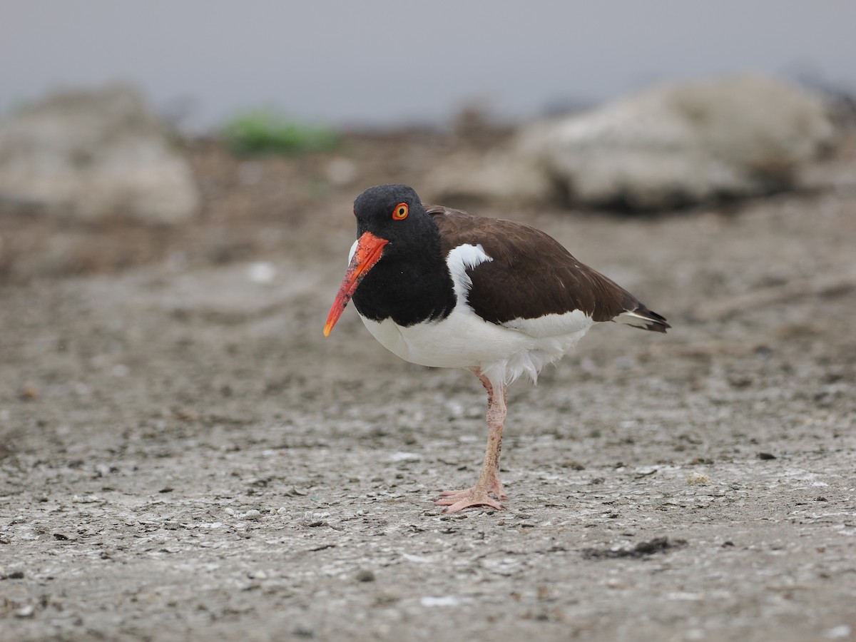 American Oystercatcher - ML628033913