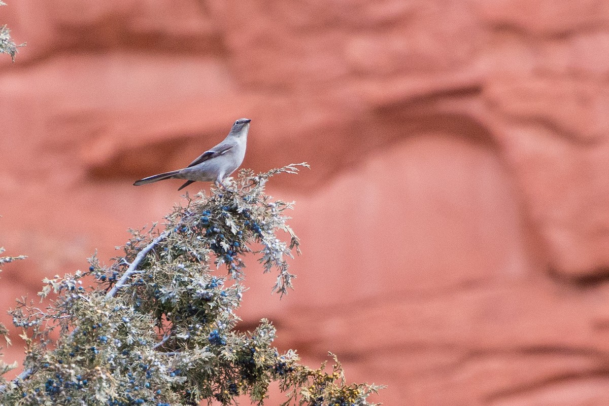 Townsend's Solitaire - ML628033919