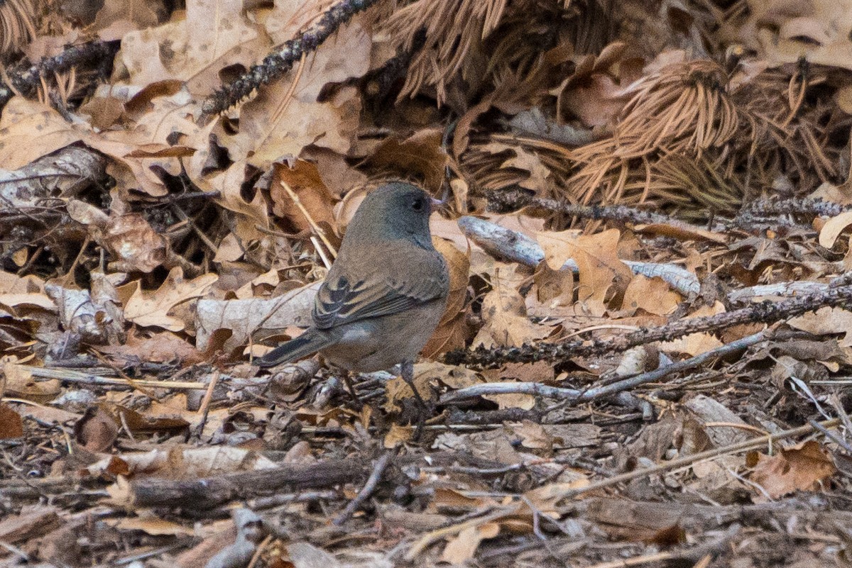 Dark-eyed Junco (Slate-colored) - ML628033959