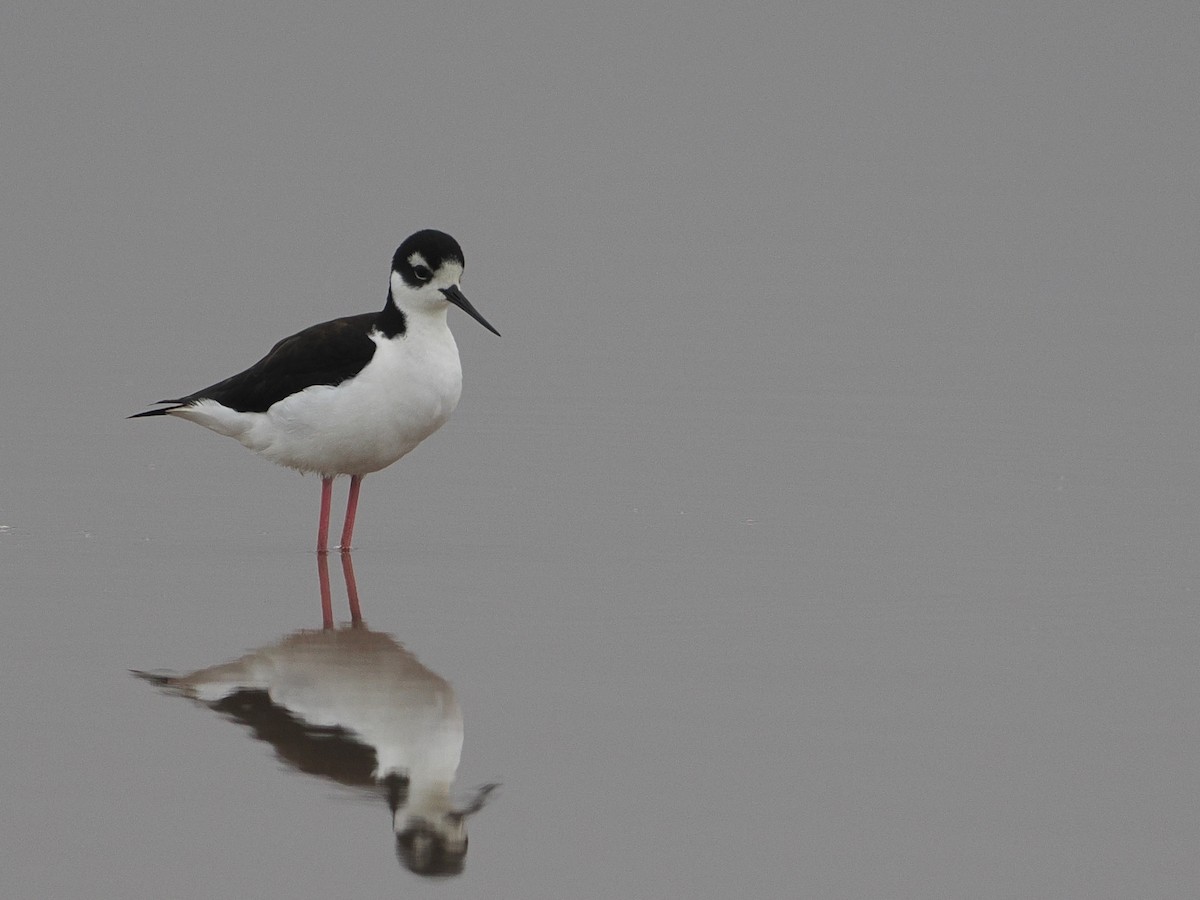 Black-necked Stilt - ML628033984