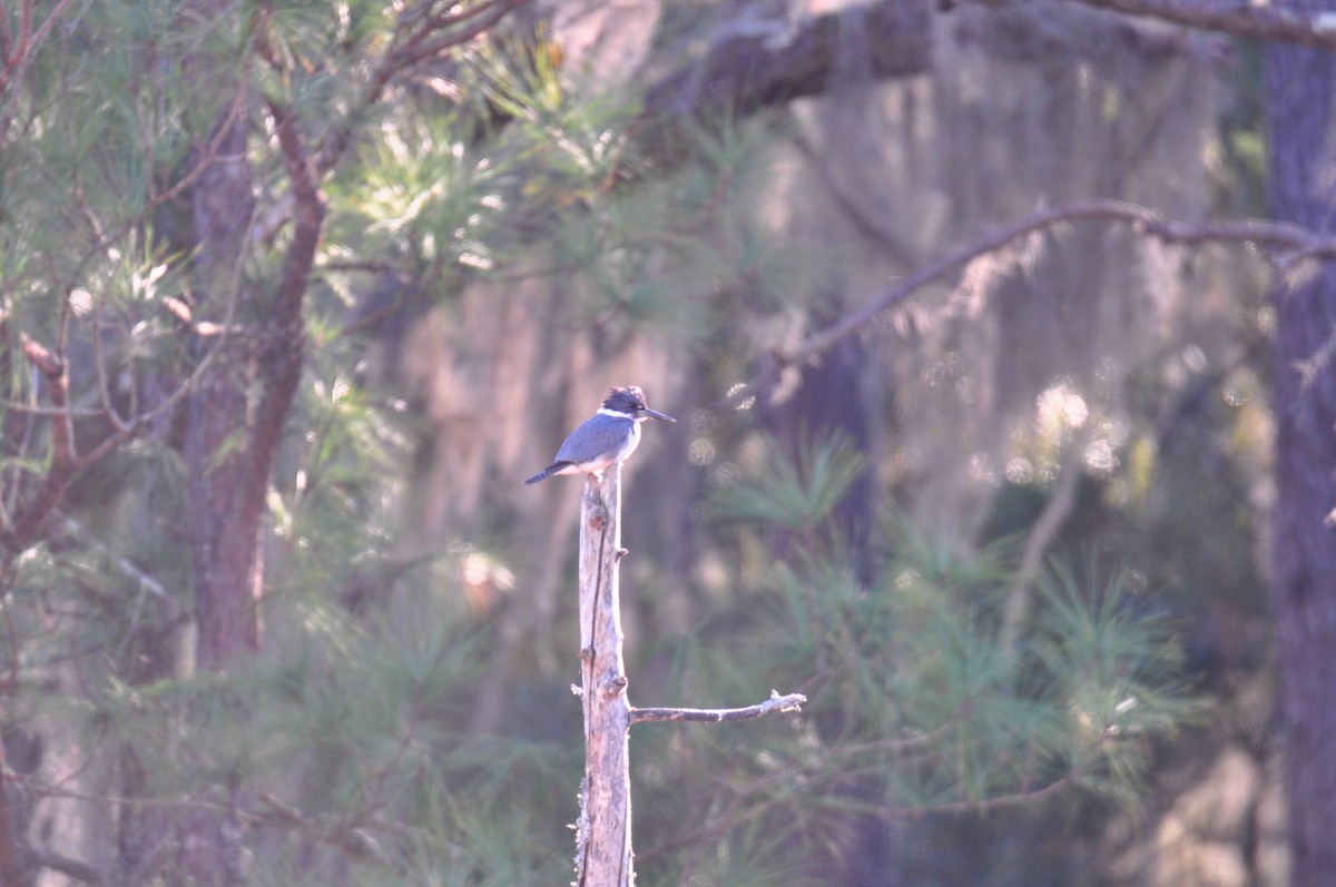 Belted Kingfisher - ML628034017