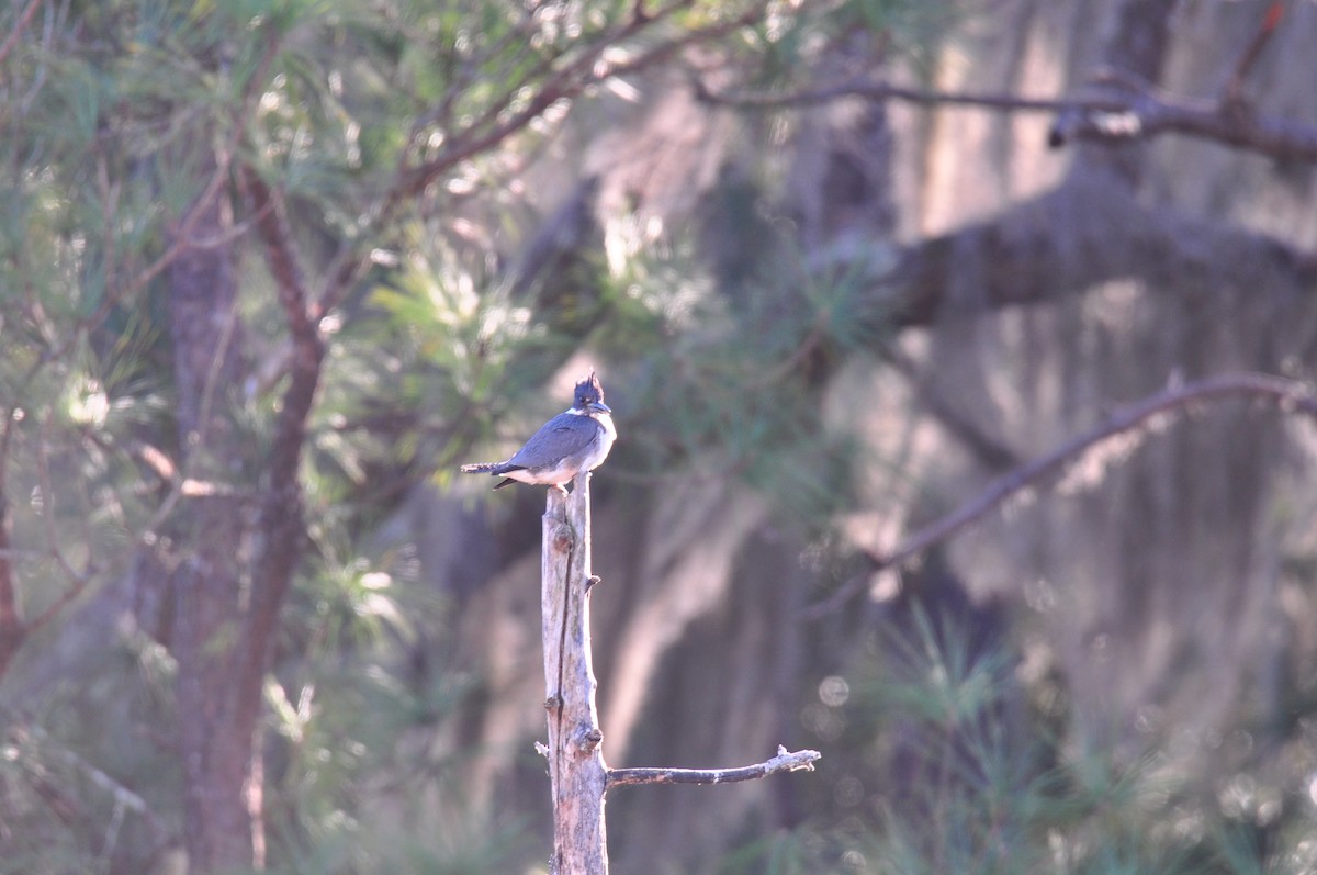 Belted Kingfisher - ML628034019