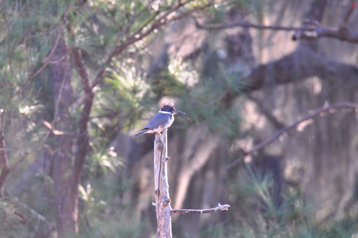 Belted Kingfisher - ML628034020