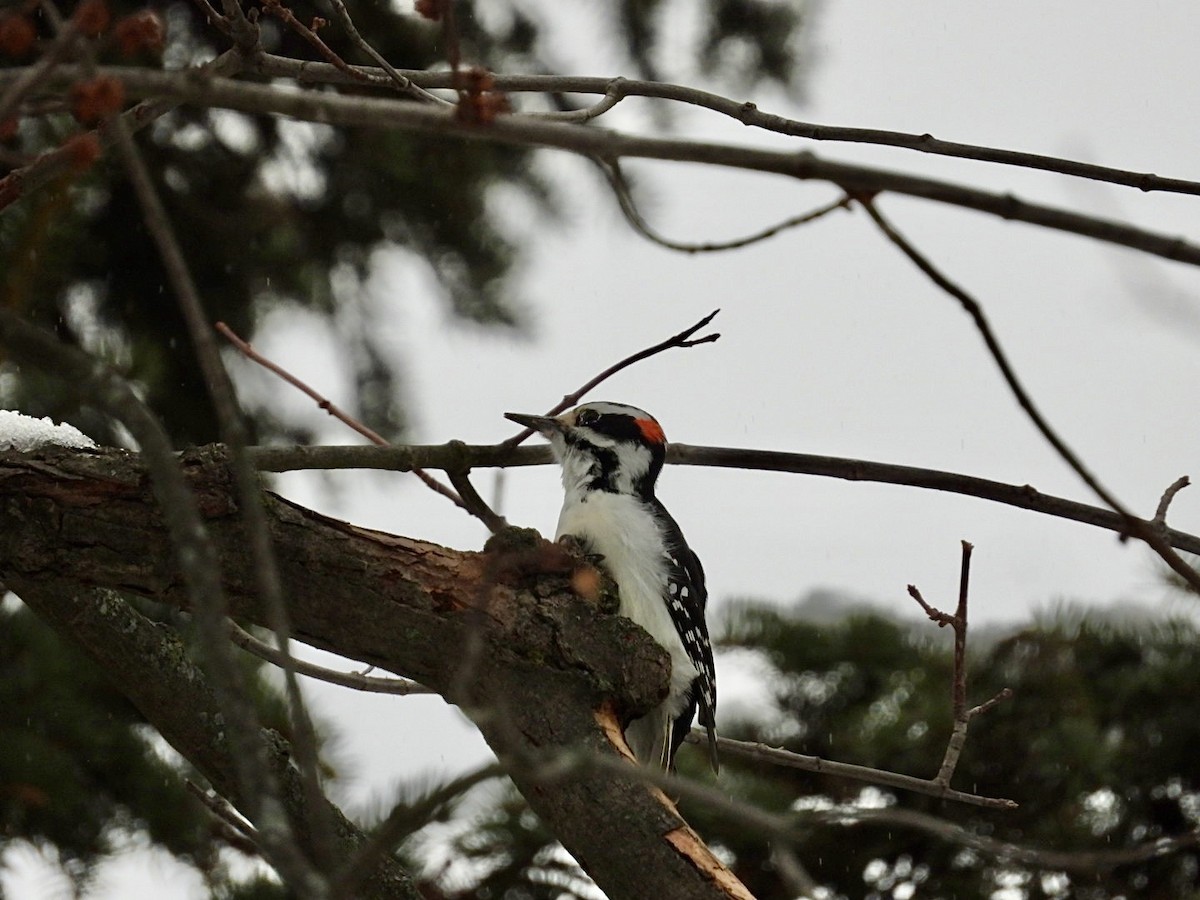 Hairy Woodpecker - ML628034217