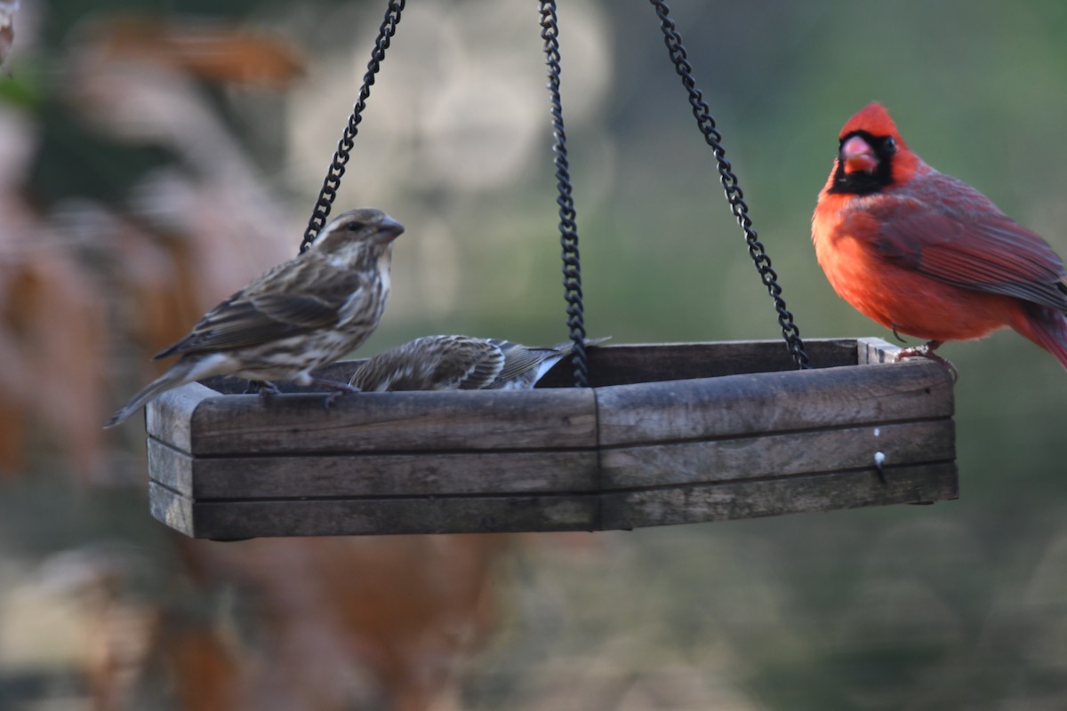 Purple Finch - ML628034219