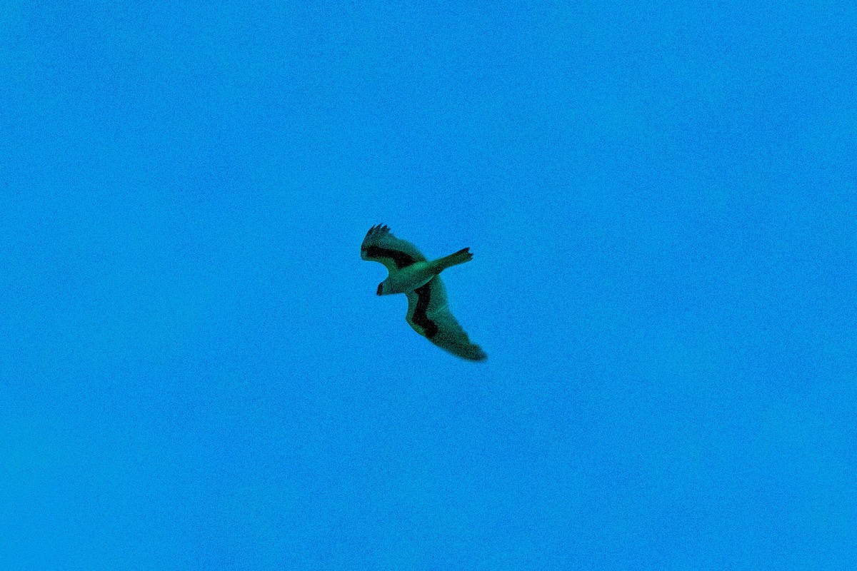 Letter-winged Kite - ML628034264