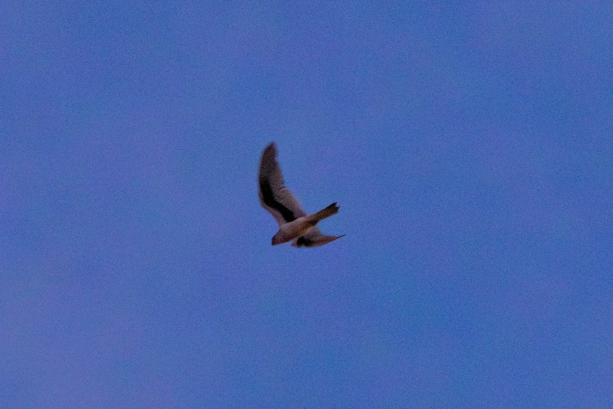 Letter-winged Kite - ML628034265