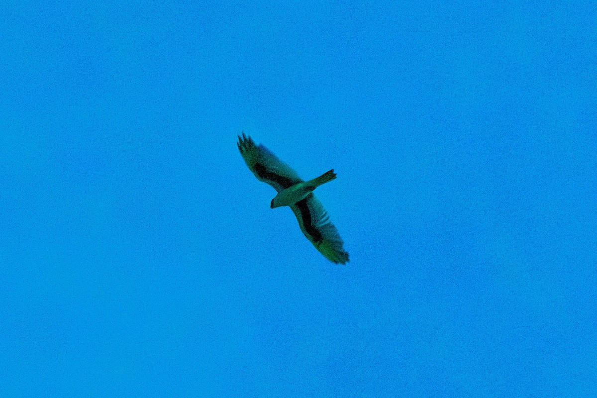 Letter-winged Kite - ML628034266