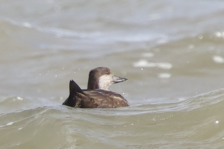 Black Scoter - ML628034333