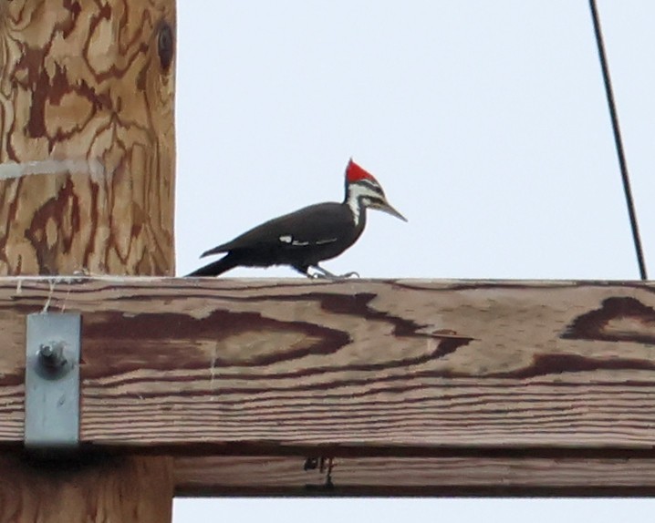 Pileated Woodpecker - ML628034397