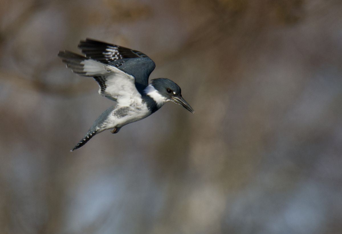 Belted Kingfisher - ML628034399