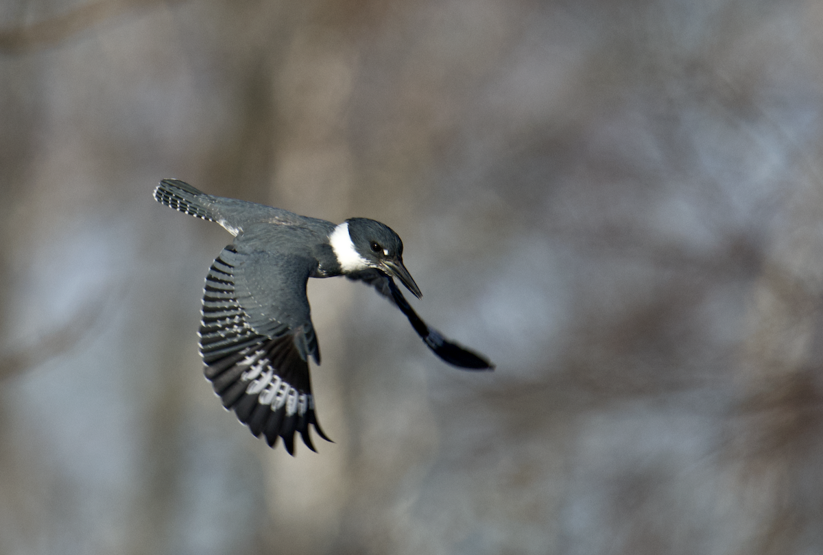 Belted Kingfisher - ML628034400